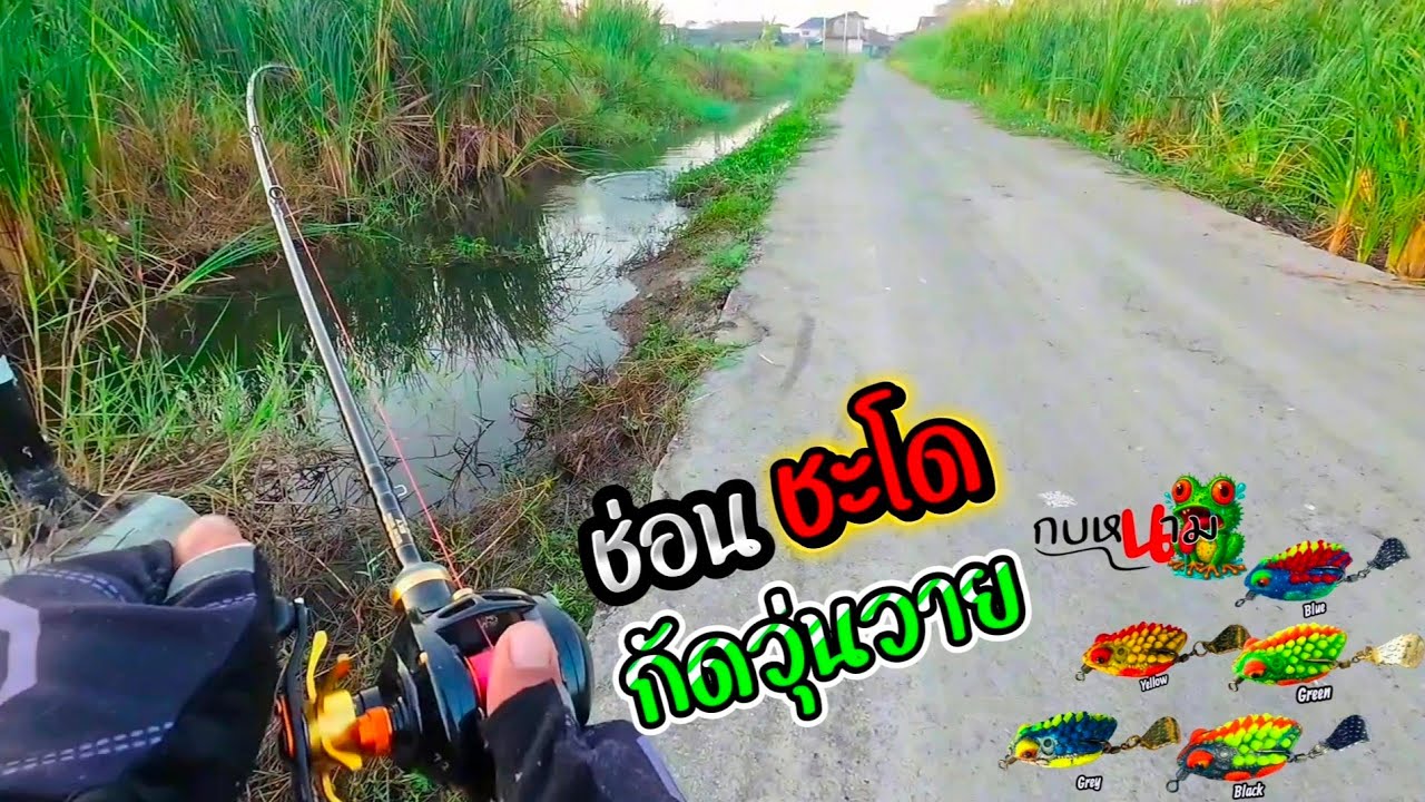 ช่อน...ชะโด กัดวุ่นวาย!!! #ตกปลาช่อนข้างทาง #กบหนาม