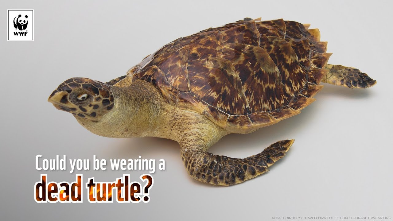 Hawksbill Turtle Trade | WWF-Australia