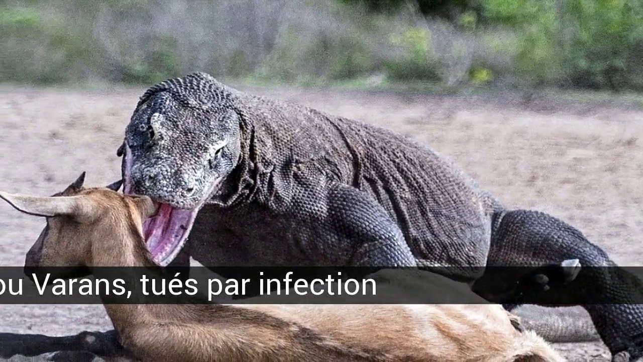 Prédateurs, né pour tuer
