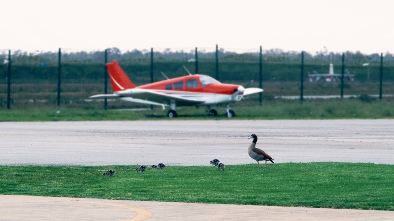 Preventing Wildlife Risks to Aircraft