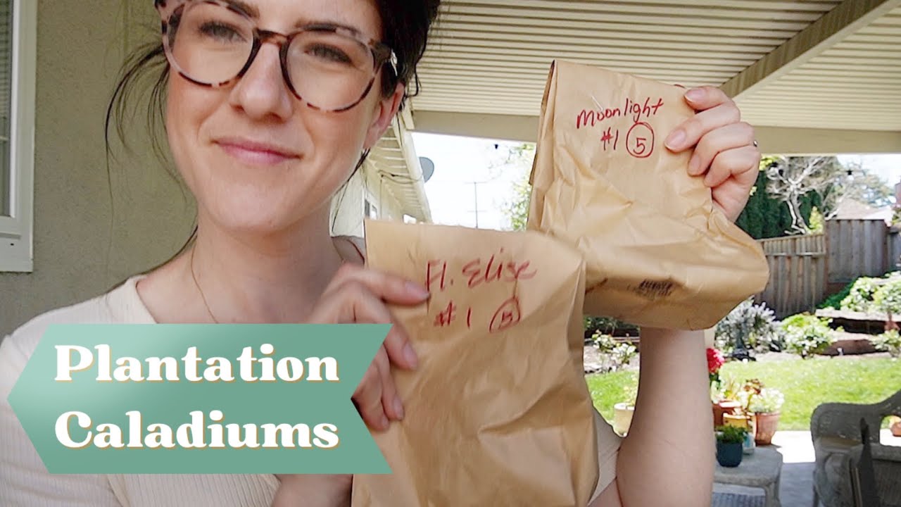 Caladiums 2023 : mise en terre des tubercules
