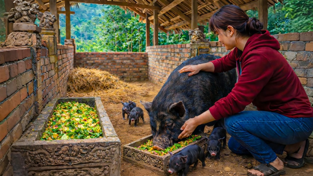 Welcoming Newborn Piglets and Preparing Food for the Mother Pig