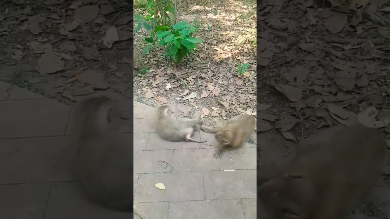 So lovely #0819 #shortvideo