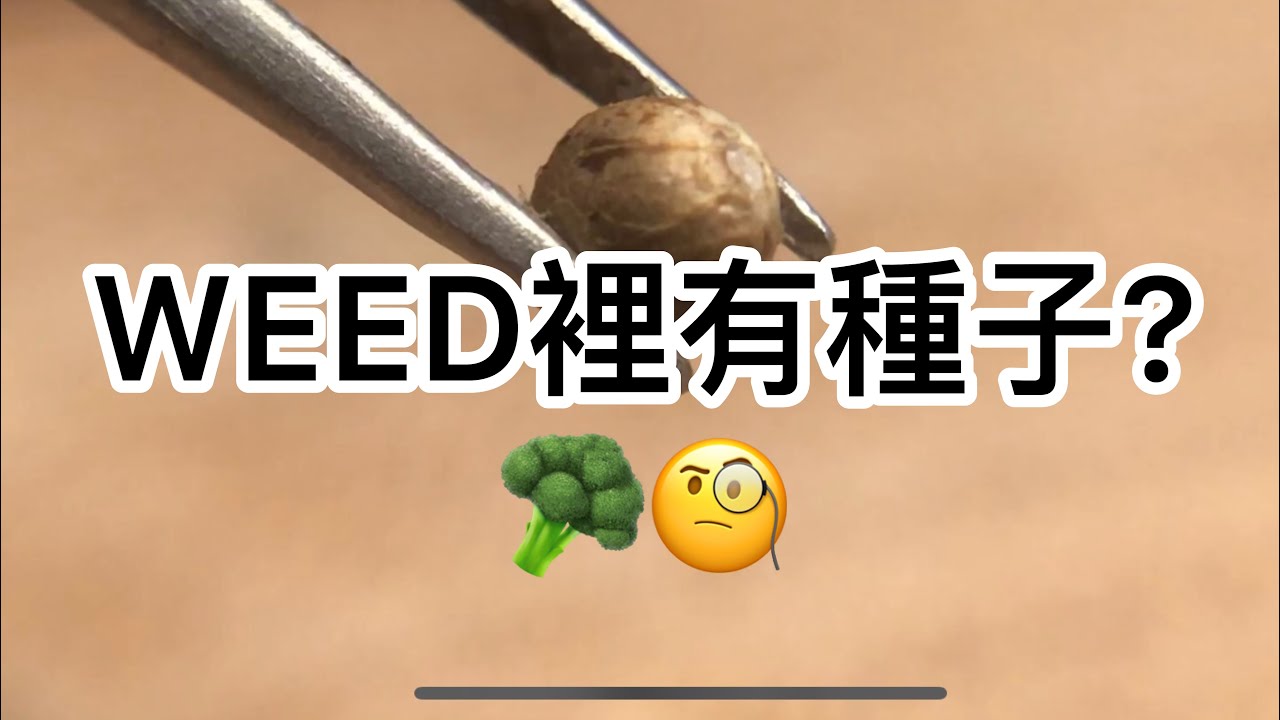 如何讓大麻種子發芽（超簡單）| 草的百科