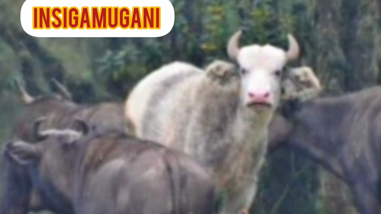INSIGAMUGANI: NYIRARUNYONGA ATI : //AGAKURIKIWE N'ABAGABO NTIKABASIGA.// #intsinzitv #facts #duet 