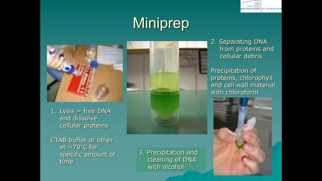 Museomics: DNA extraction from herbarium material