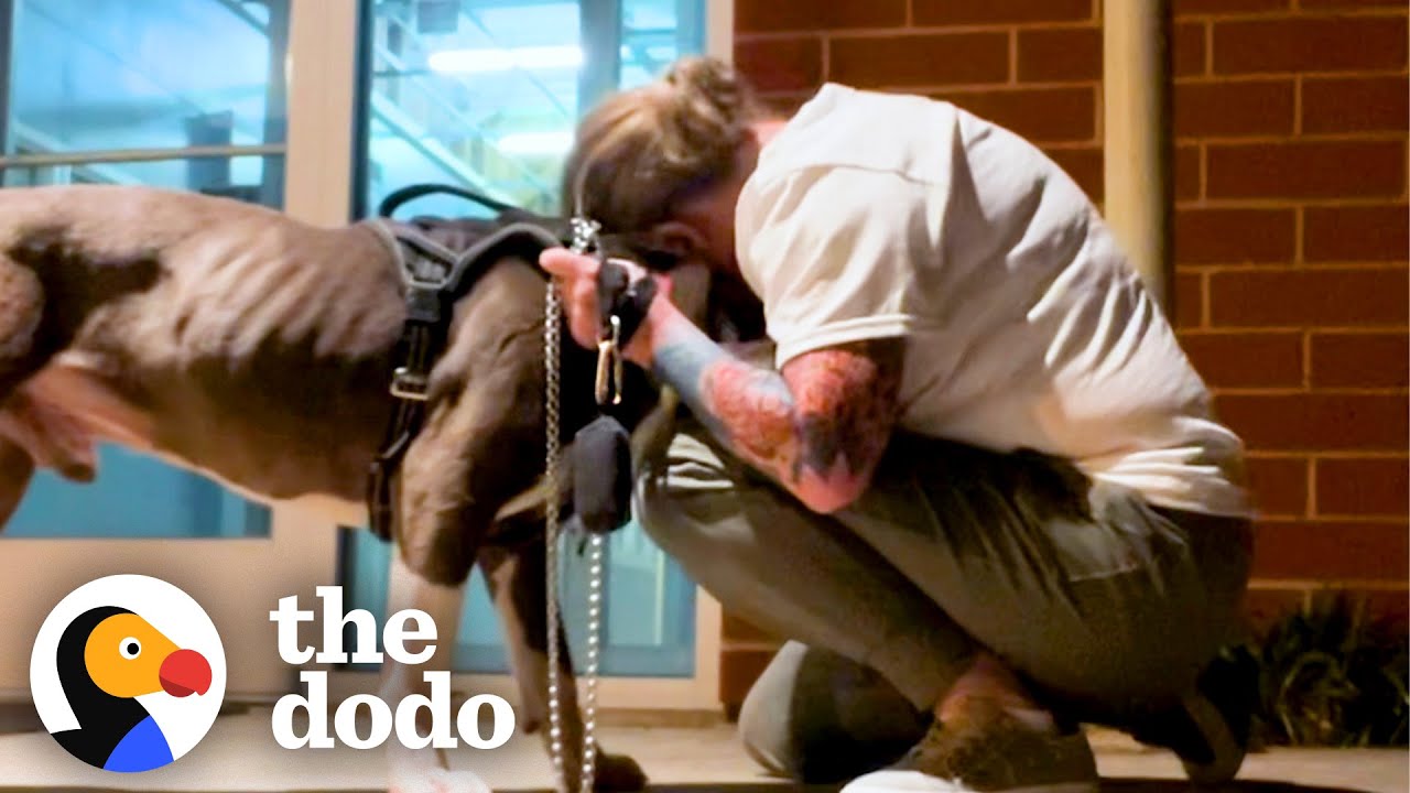 Shelter Pittie Saved Just In Time Melts Into His Rescuer's Arms | The Dodo