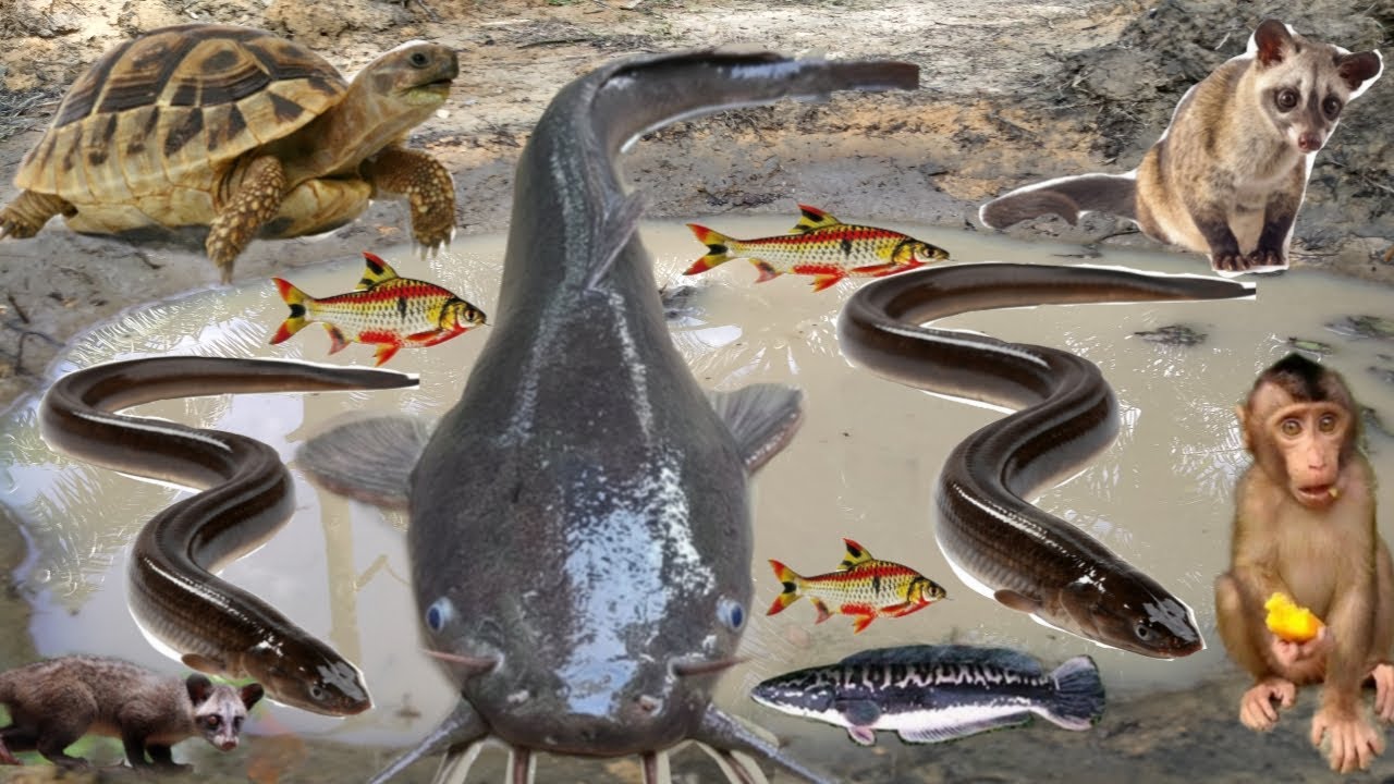 Wow Amazing! Tangkap ikan lele jumbo, ikan patin, ikan toman, ikan hias, musang, kura-kura, belut