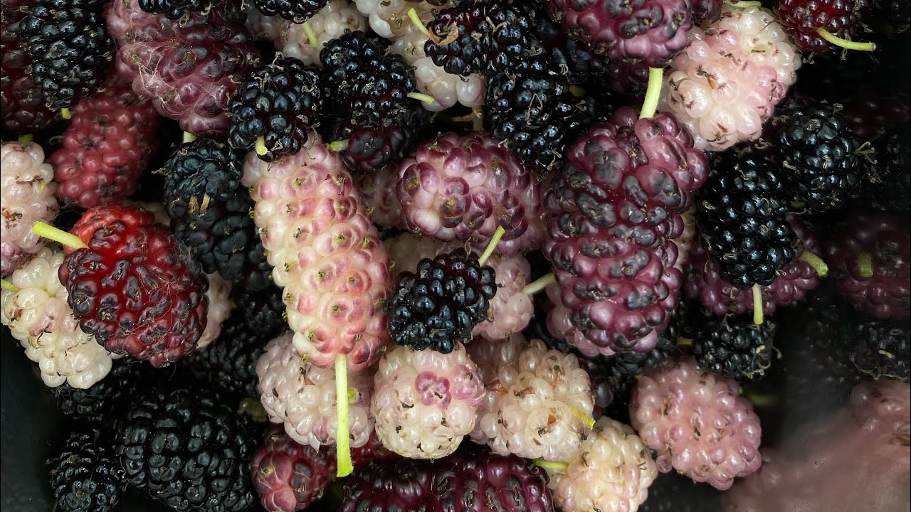 Wie vermehre ich eine Maulbeere im Sommer? Okulation und Chip Budding