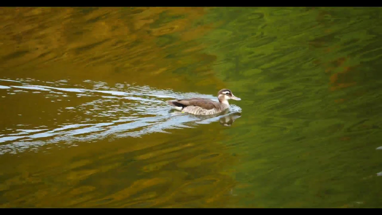 Female Ringed Teal Call #birds #birdsounds