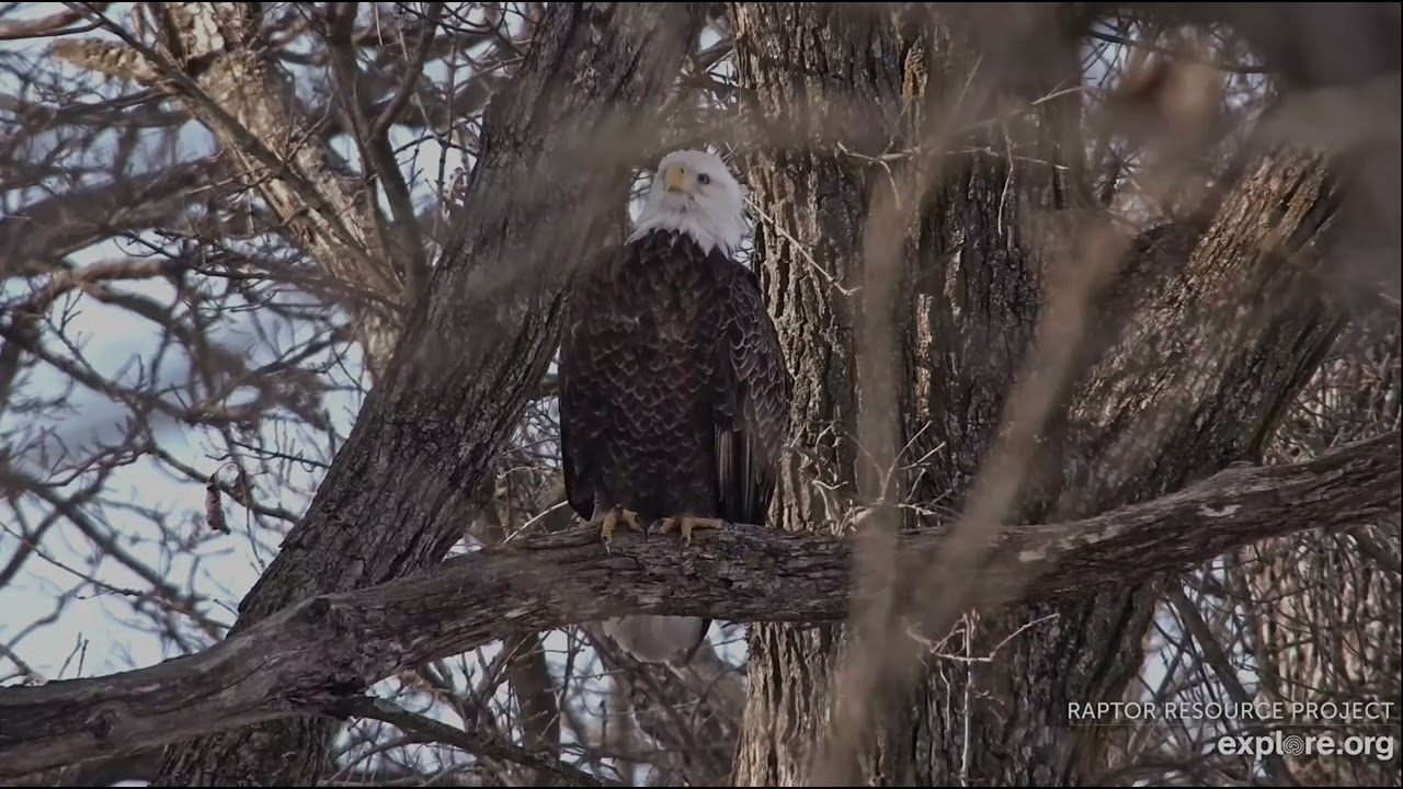Decorah North Eagles 2-24-26, 4:24 pm DNF takes off, Mr moves to branches