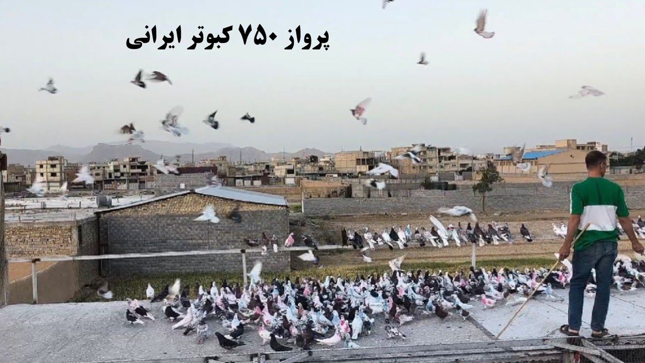 ❤️۱۵ خرداد  ۱۴۰۳ پاشوی ۷۵۰ کبوتر آقایان واصفیان ،  باباصفری و محمدی  از اصفهان _رهنان