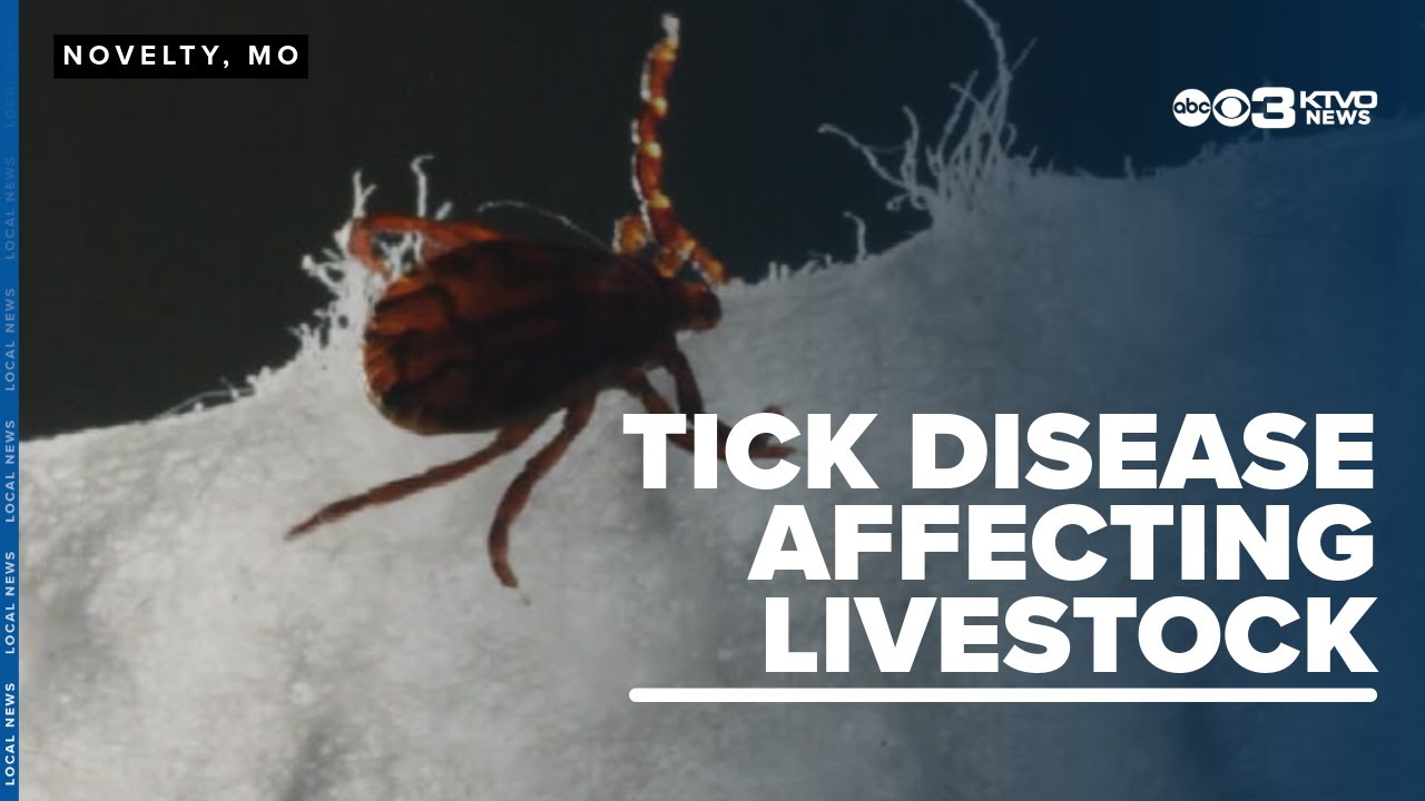 Knowledge about a tick and the disease it spreads was shared at University of Missouri's Field Day