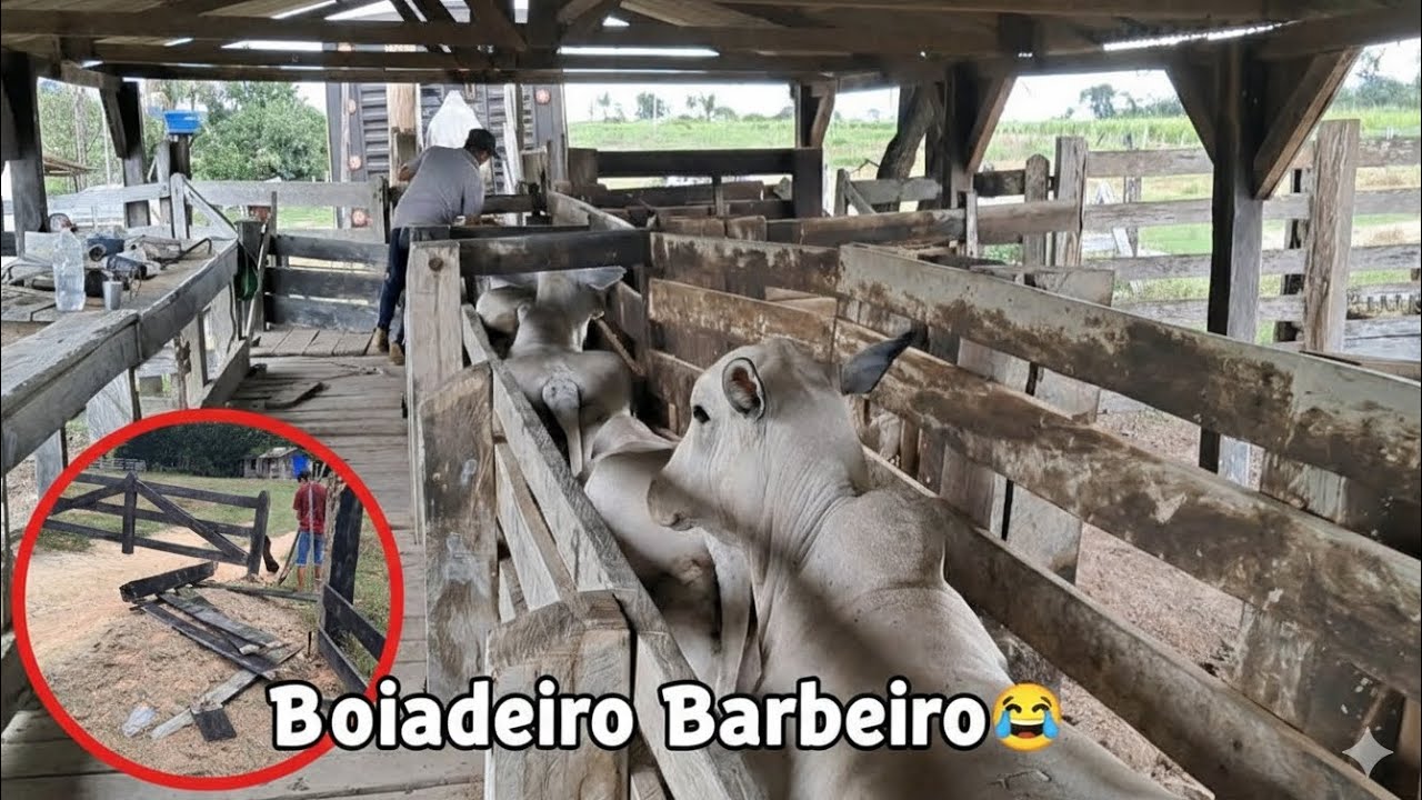 VENDEMOS MAIS DE R$ 50 MIL EM GADO! (O motivo vai te surpreender) 😱