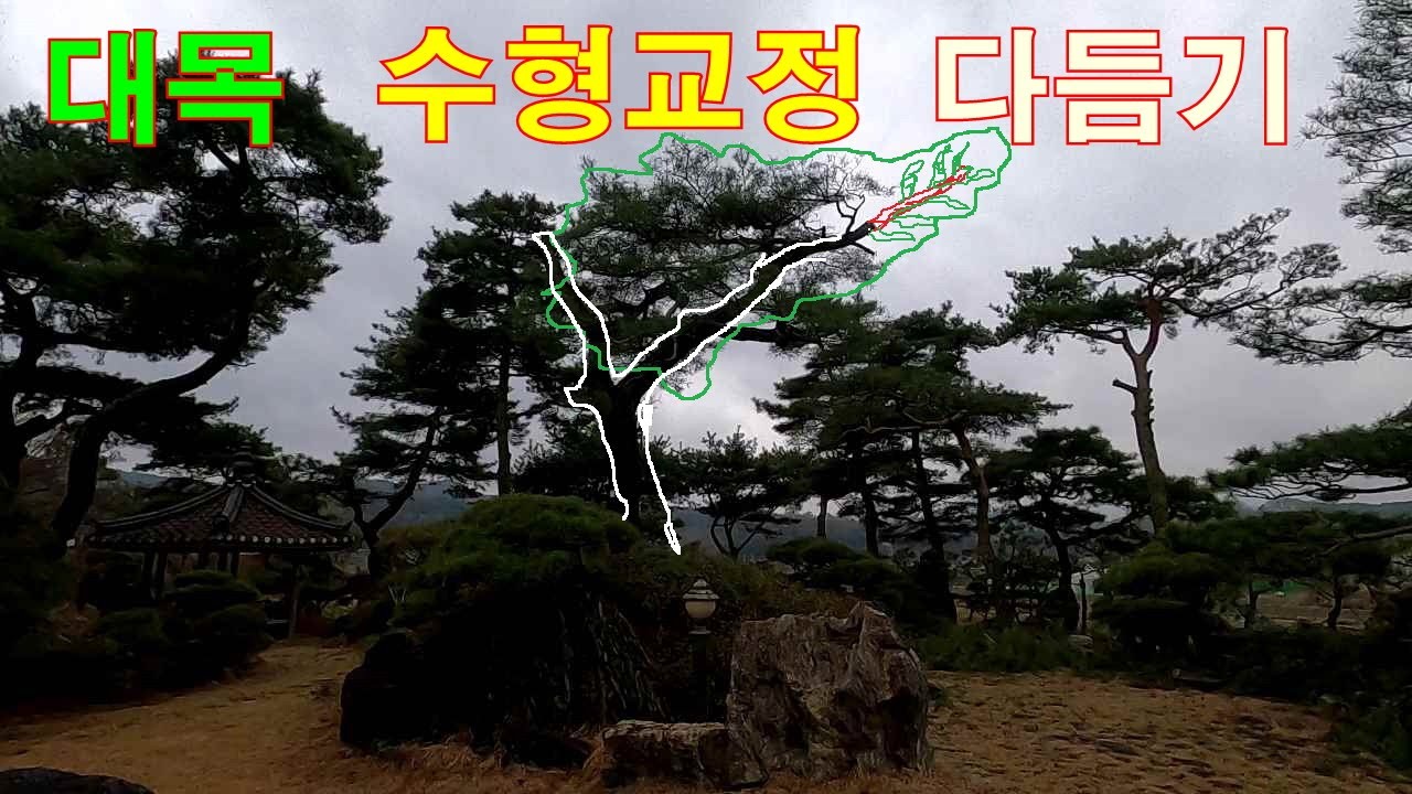 대목 수형 교정 다듬기 - 수간의 선에 따른 수관부를 만들어 주세요! #소나무수형 #소나무관리 #소나무전지