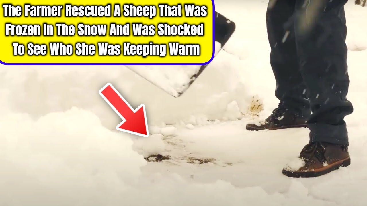 The Farmer Rescued A Sheep That Was Frozen In The Snow & Was Shocked To See Who She Was Keeping Warm