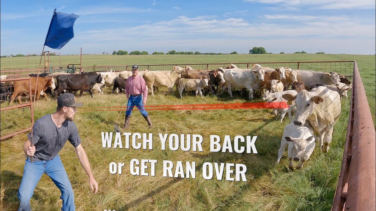 No Flexing on These Cattle