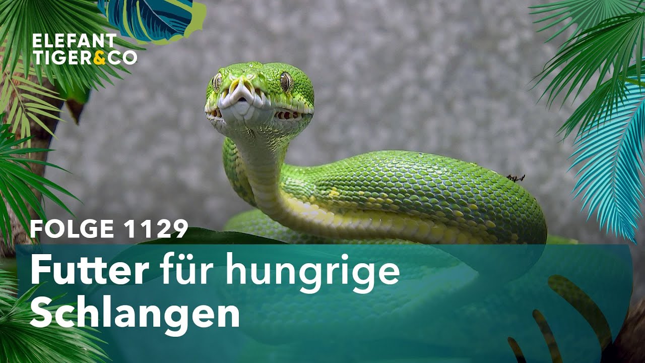 Schlangenf&uuml;tterung will gelernt sein! (Folge 1129) | Elefant, Tiger & Co. | MDR