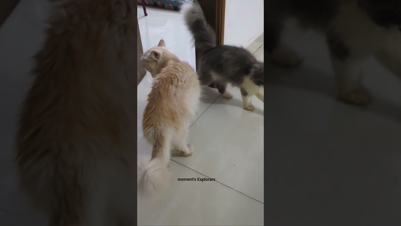 Persian 