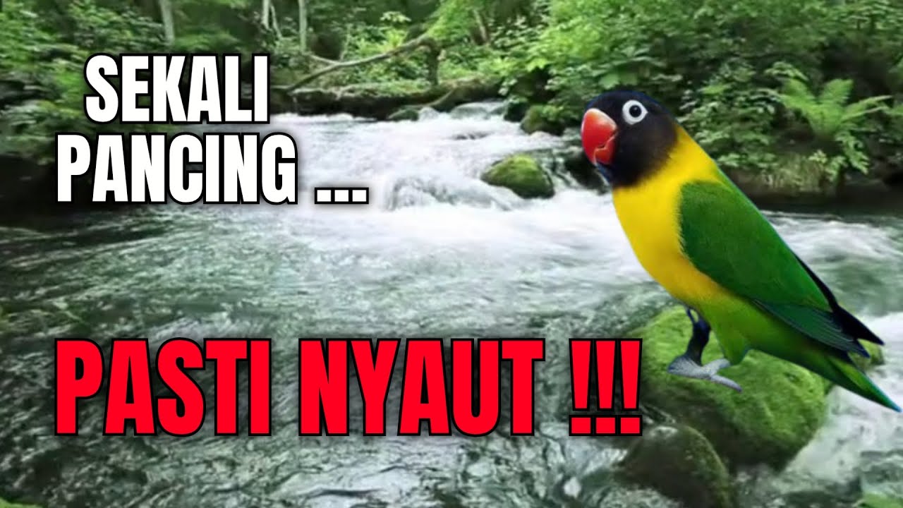 SEKALI PUTAR SEMUA JENIS LOVEBIRD PASTI NYAUT, pancingan burung lovebird ngekek panjang