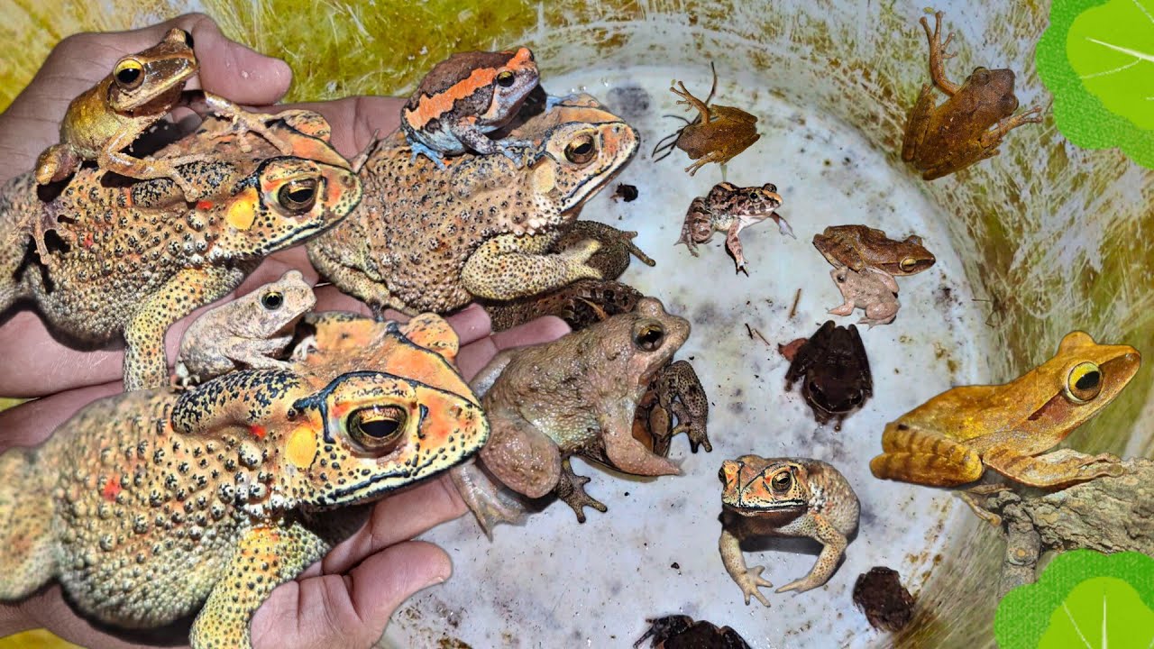 Catch beautiful Funny Frogs Outdoor, Bullfrog funny, Toad funny, Tree Frog