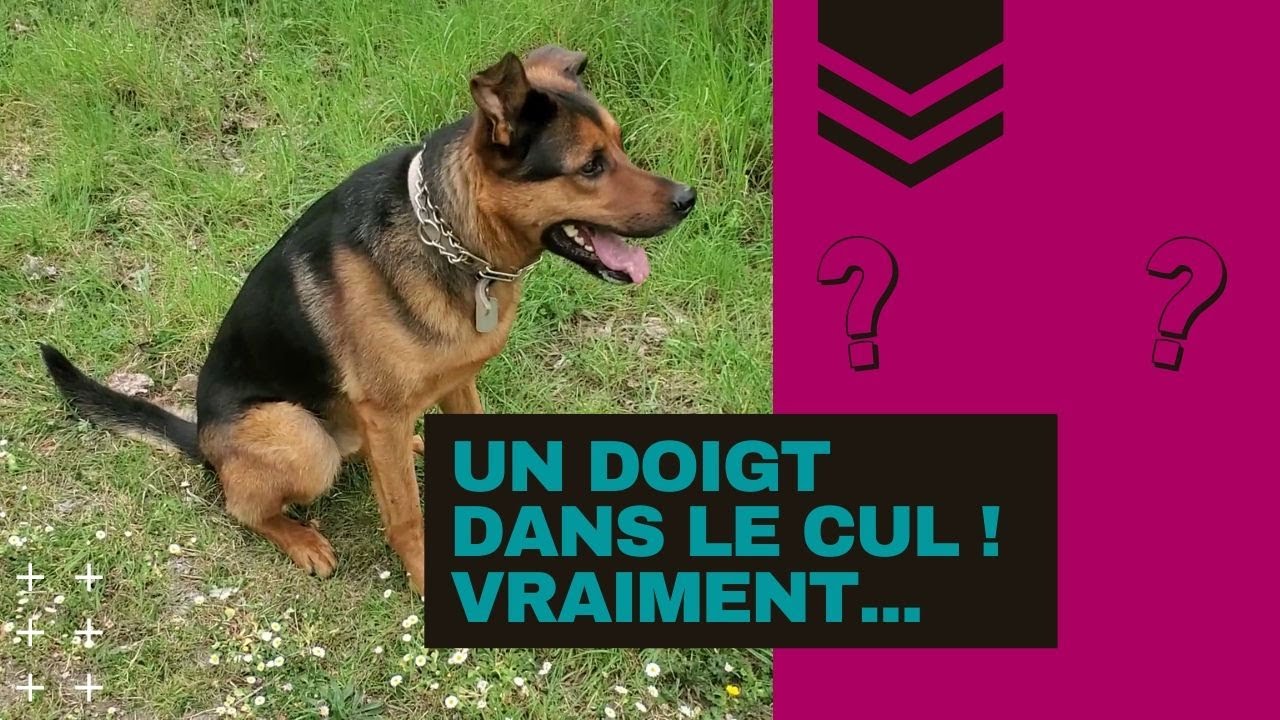 Attaque de chien: comment réagir ?
