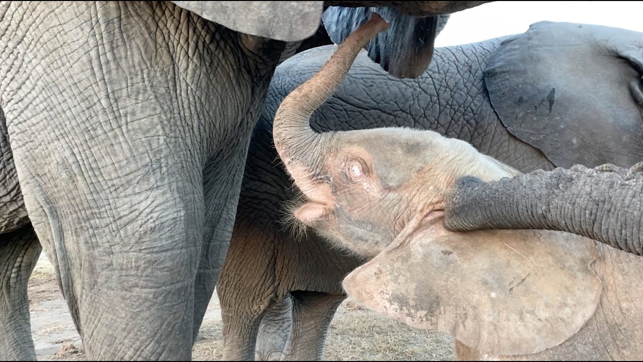 Orphaned elephant Khanyisa opens the orphanage gate all on her own!