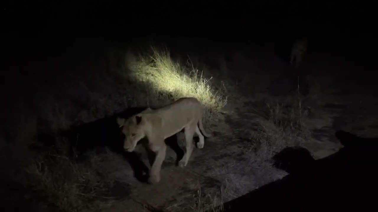 The lion doesn't sleep tonight at Manyeleti Private Game Reserve Jungle Safari