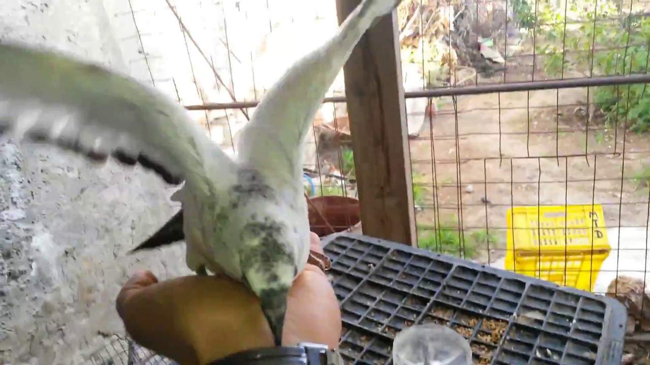 comment dresser un pigeon partie 1