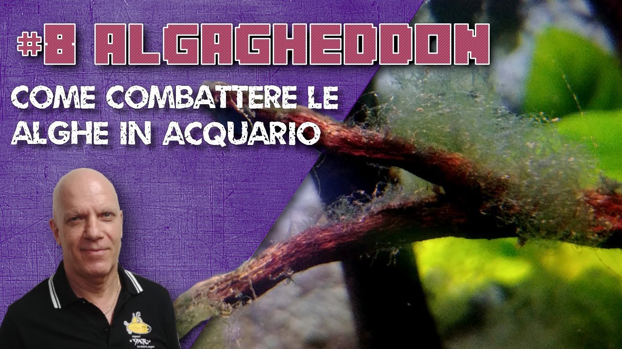 Algagheddon: come combattere le alghe in acquario!
