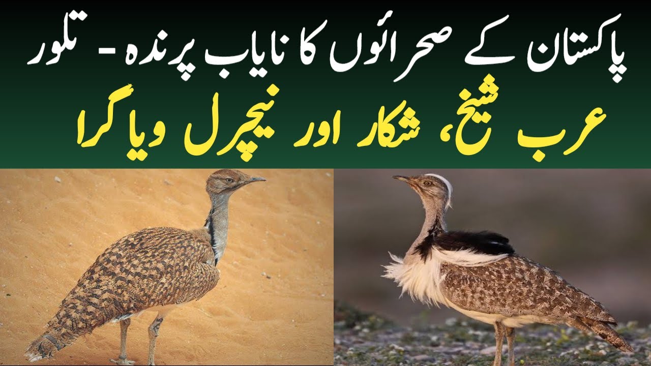 Taloor Bird in Deserts of Pakistan | Taloor Hunting | Houbara Bustard Documentary in Urdu - Hindi