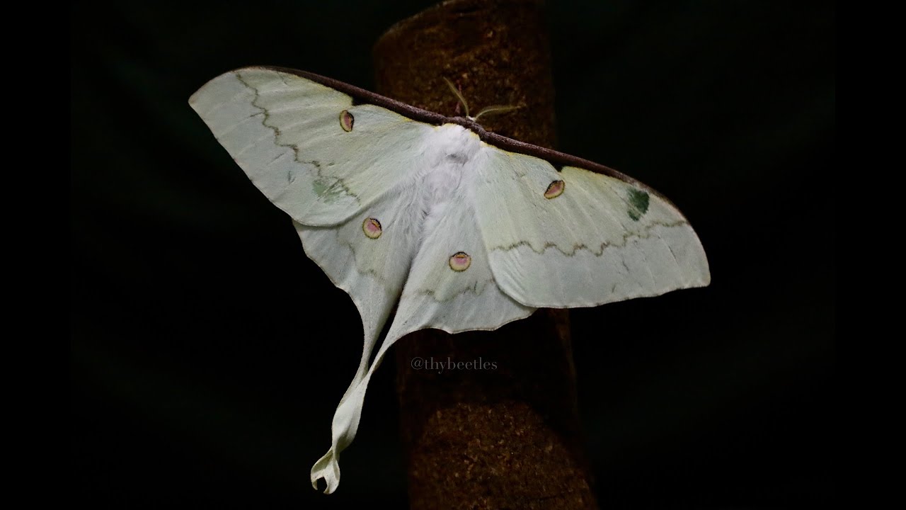 月神之蛾🌙「臺灣長尾水青蛾」羽化！Actias sinensis subaurea ｜𝐓 𝐇 𝐘｜昆蟲｜攝影｜  #shorts