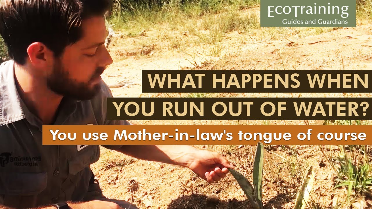 Flora Fridays: Mother-in-law's tongue | Sansevieria trifasciata