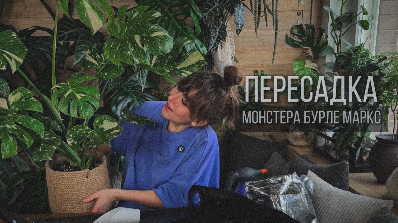 ВСЕ ЧТО ВЫ ХОТЕЛИ ЗНАТЬ О МОНСТЕРАХ🪴ПЕРЕСАДКА ТАЙСКОГО СОЗВЕДИЯ 