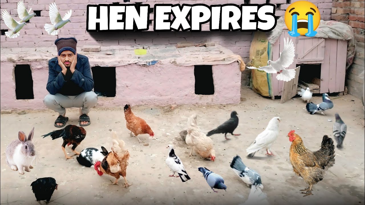 Maray Hen Ki Death Ho Gai 😭 😭 😭 |Mara Cute Hen 🐔 I mess you 