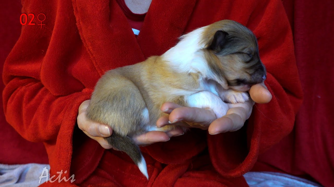 Collie rough puppy female 02 Owczarek Szkocki suczka 02