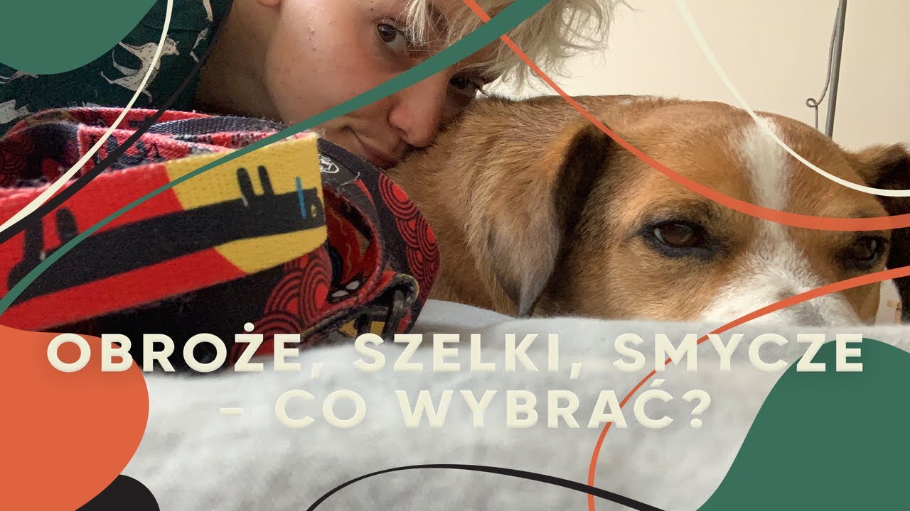 Szelki, obroża, smycz - jakie wybrać? Psie akcesoria