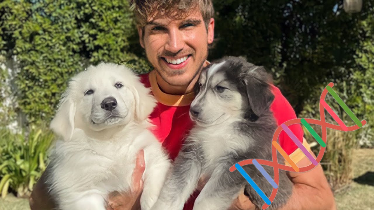 Finding Out the Results of My Foster Puppies' DNA Tests!