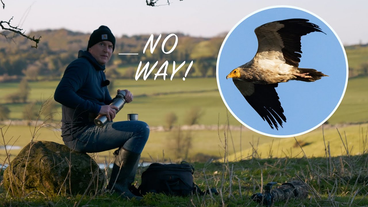 Photographing an Egyptian Vulture - in Ireland! I can't believe I saw this bird here.