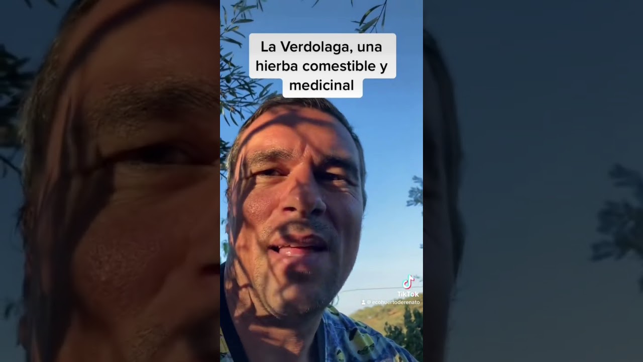 Verdolaga: &iquest;&rdquo;mala hierba&rdquo; o &ldquo;s&uacute;per alimento?