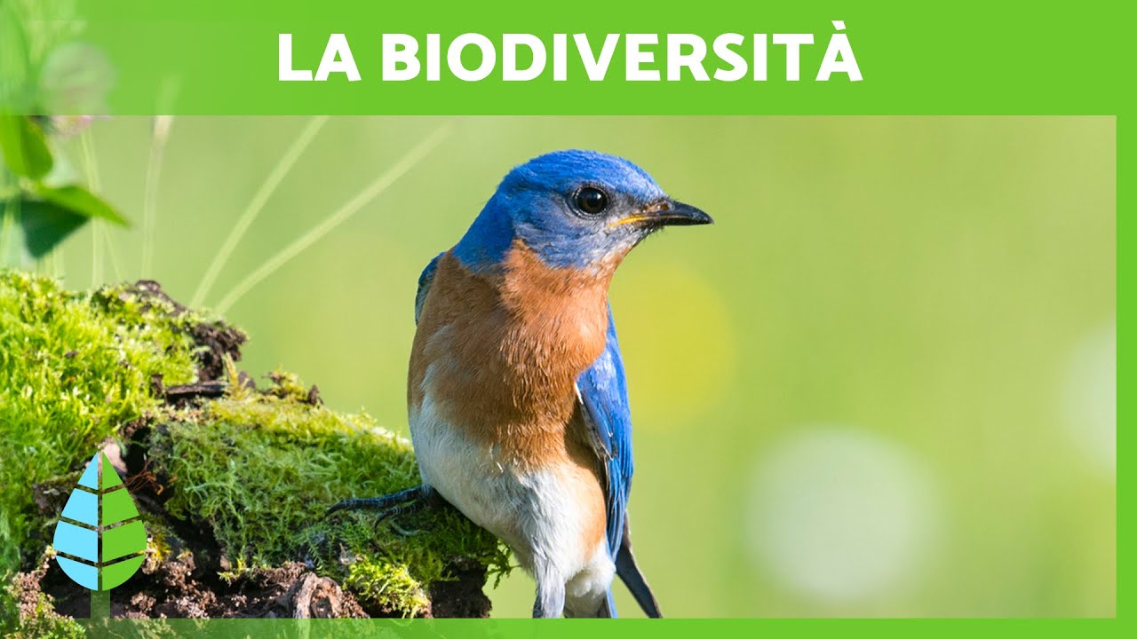 Cos'&egrave; la BIODIVERSIT&Agrave; e la sua IMPORTANZA 🌍🐸🌿