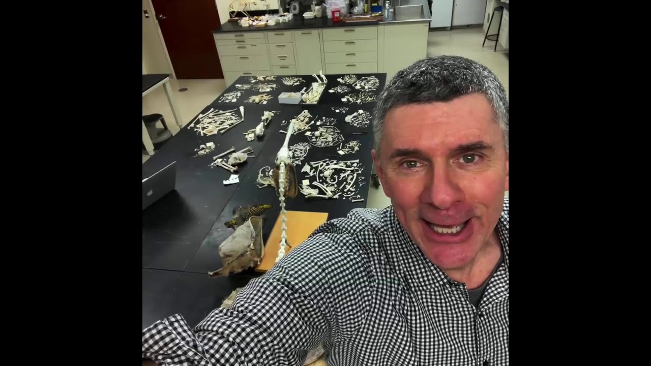 Random Act of Anatomy - tour of in-progress bird & lizard skeletons