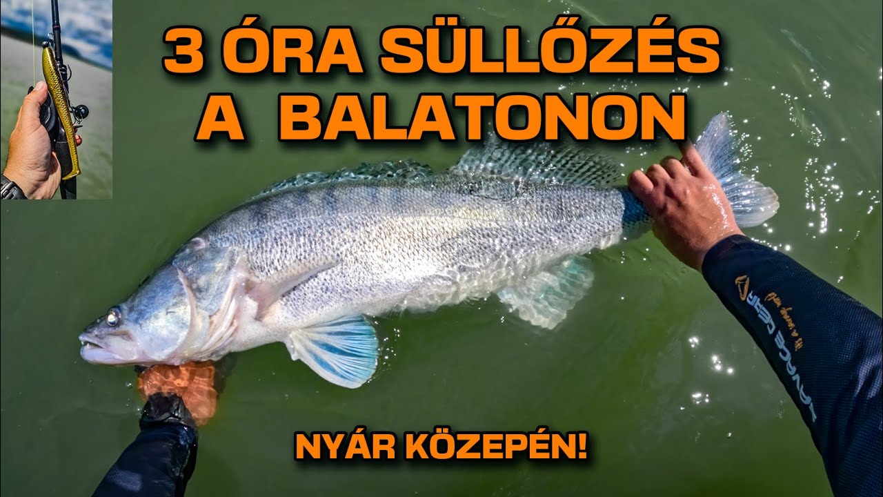 3 óra süllőzés a Balatonon nyáron - Csodákkal teli ez a tó!