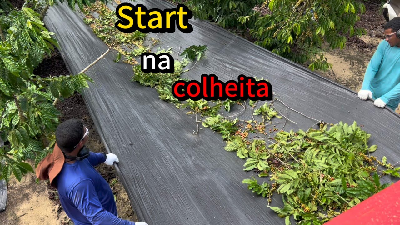 Preparativos para colheita do café