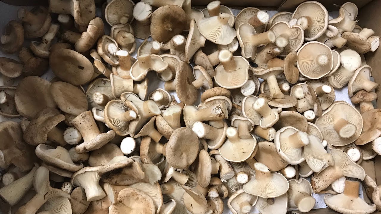 PLATERAS (Infundibulicybe Geotropa), excelente comestible, Otoño 2021