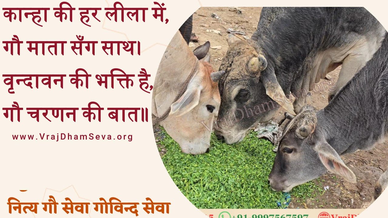 कान्हा की हर लीला में, गौ माता सँग साथ। वृन्दावन की भक्ति है, गौ चरणन की बात॥ नित्य गाय सेवा गोविन्द
