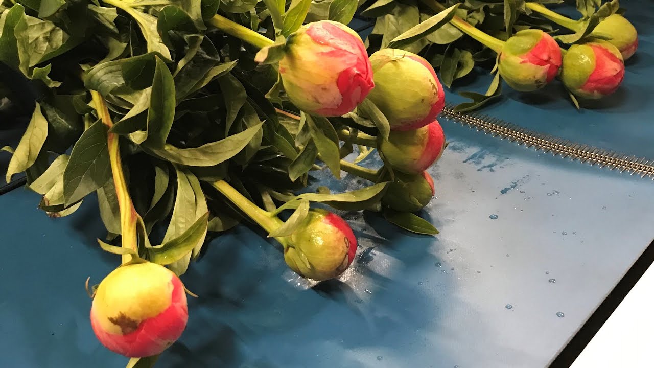 Havatec Quality Buncher 2.0 with Peonies