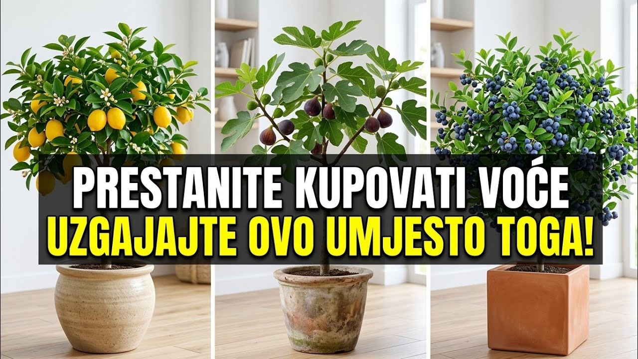 Top 10 voćaka koje savr&scaron;eno uspijevaju u posudama na balkonu!