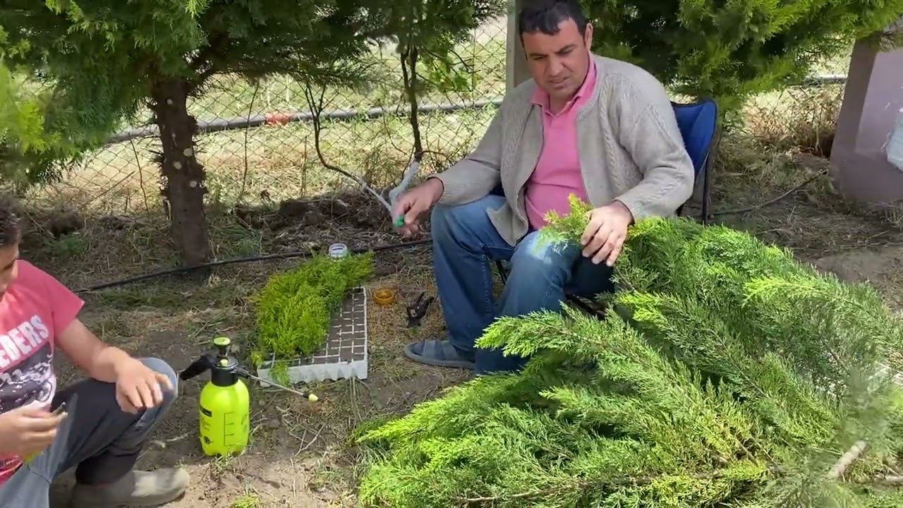 Limon çamı çoğaltma