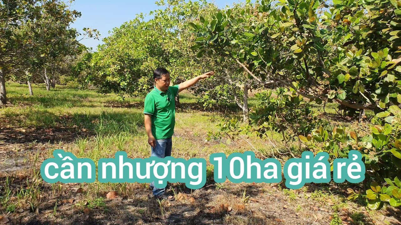 Cần nhượng 10ha ôm suối cách bê tông 500m ôtô vào tận nơi 